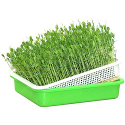 Multicolor Breathable Hydroponic длина подноса 31cm саженца Recyclable